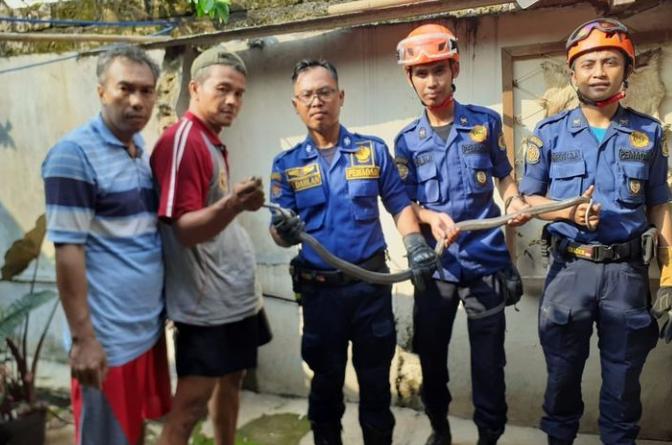 Puluhan Ular Kobra Dibawah Pondasi Rumah Diamankan