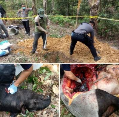 Polres Kuansing Bersama Tim BKDSA Riau Lakukan Nekropsi untuk Mengetahui Sebab Kematian Seekor Tapir