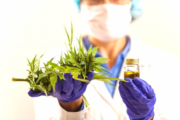 PBB Resmi Hapus Ganja dari Daftar Obat Berbahaya