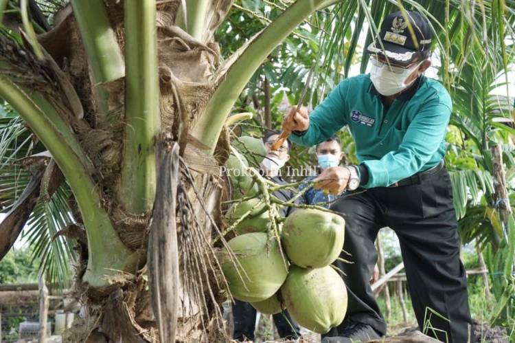 Bupati HM Wardan Panen Kelapa Pandan Wangi