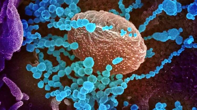 Ini Negara-negara dengan Kemunculan Varian Baru Virus Corona dan Dampak Terhadap Kesehatan