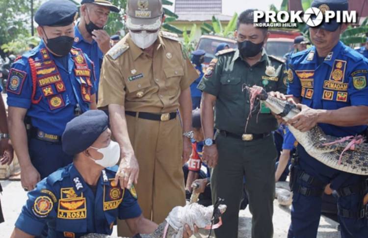 Bupati Inhil Saksikan Penyerahan Satwa Liar Hasil Tangkapan DPKP Inhil kepada BBKSDA Provinsi Riau