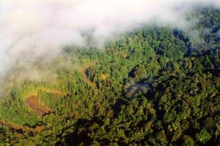 Penggundulan Hutan Tinggi Mana Tanggung Jawab Pemerintah?