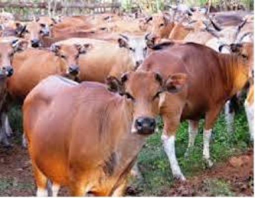 BRK Tak Sembarangan Cairkan Kredit Pembelian Sapi di Kampar