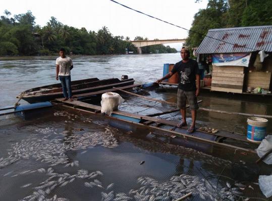 Banjir Menerjang, Ratusan Kerambah Warga Kampar Hanyut