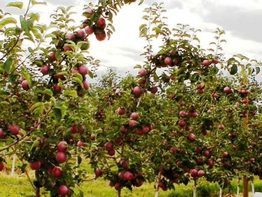 Di Siak Bakal Dibangun Taman Buah  