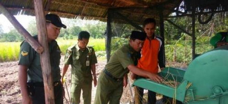 Selain Hama Babi, Kondisi Ini Juga Jadi Ancaman Serius Padi di Desa Lukun