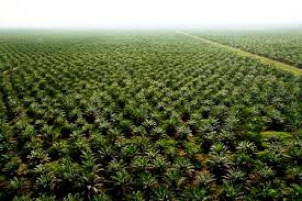 Selain Terganjal Pada Izin, PT NSP Terancam Ditutup Juga Gara - Gara Ini