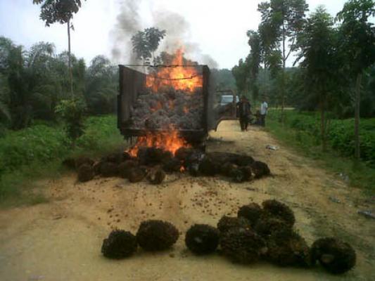 Truk Pengangkut Sawit Terbakar, Sopir Syok