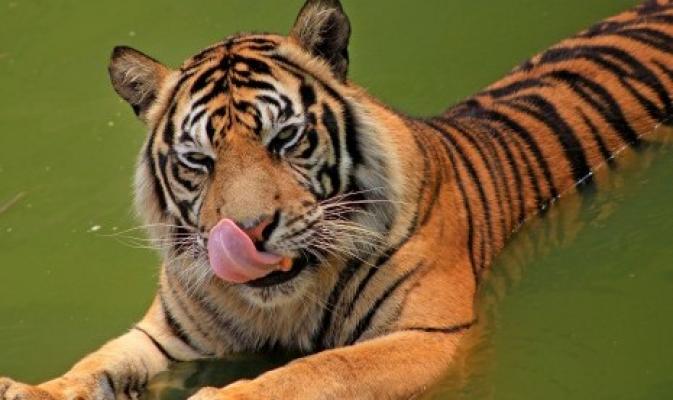 Harimau Penerkam Warga Inhil Berkeliaran Sejak 2016