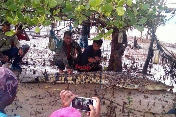 Mengerikan,  Sejumlah Warga Nunukan Nekat Berfoto dengan Buaya Liar