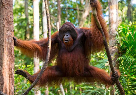 Orangutan mati dibantai tembakan 17 peluru dan tebasan senjata tajam