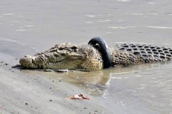 Panji si Petualang Bakal Lepas Ban di Leher Buaya Sungai Palu