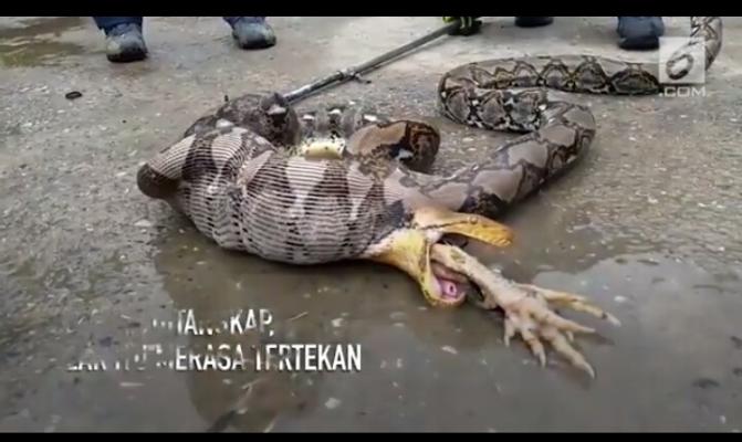 VIDEO: Detik-Detik Ular Piton Muntahkan Ayam Jago