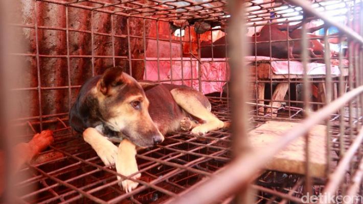 Video Anjing Dibakar Hidup-hidup di RI Jadi Sorotan Internasional