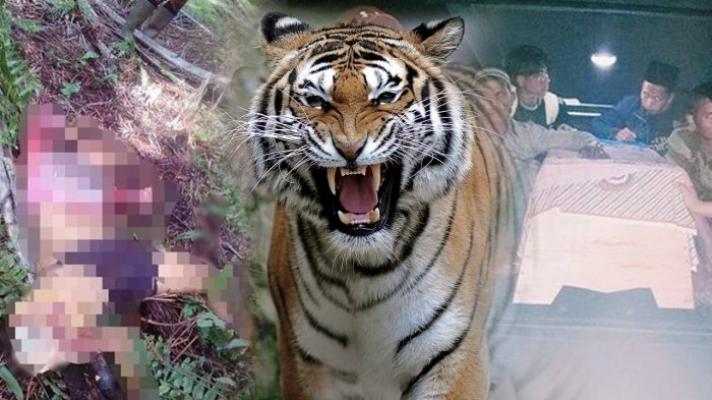 Video Penyelamatan Wanita di Atas Pohon saat Akan Diterkam Harimau, 1 Orang Tewas di Riau
