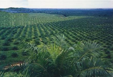  Peneliti TuK: 31 Persen Lahan Kebun Sawit Dikuasai 25 Taipan Kebun Sawit 