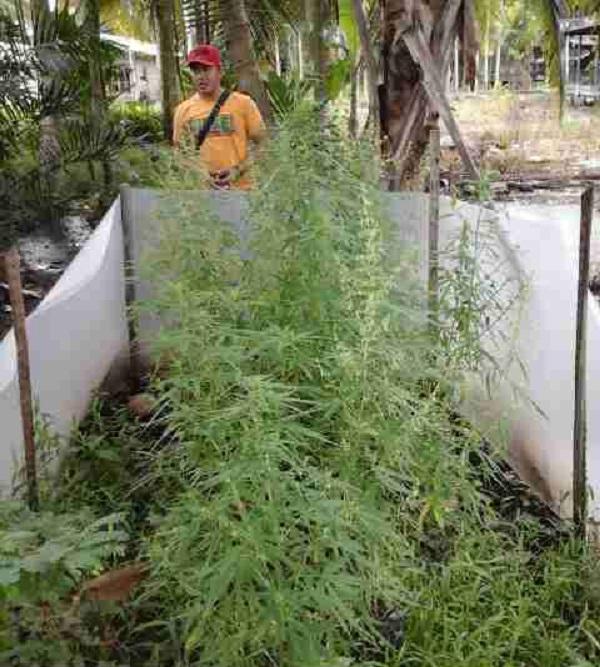 Heboh, Sebuah Rumah Ada Taman Ganja di Inhil Digrebek Polisi