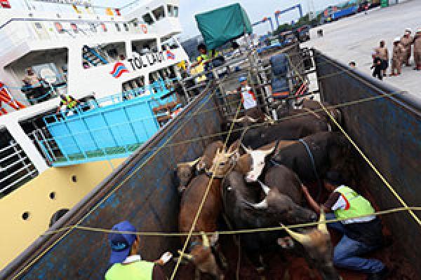 Kapal Ternak Angkut 500 Sapi