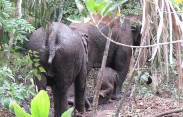 Kawanan Gajah Bergeser ke Muara Basung di Bengkalis