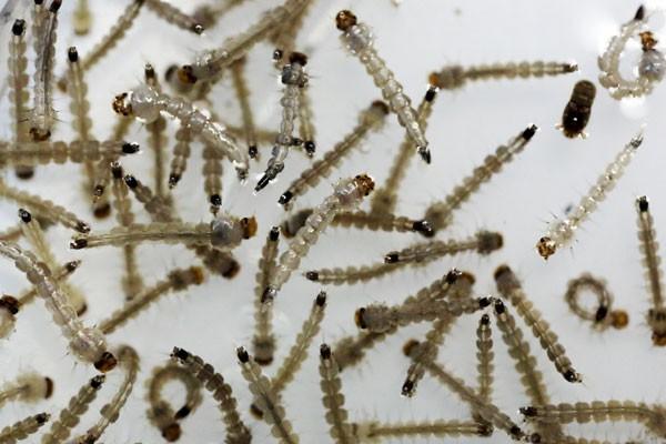 Lebih 5000 wanita hamil Kolombia terinfeksi virus Zika