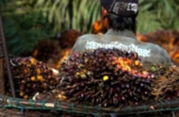 Menjadi Ninja Sawit, Pengangguran Ditangkap Polisi