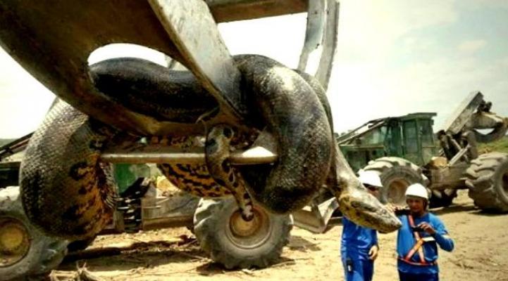 Muncul Anaconda Raksasa, Pekerja Bendungan Lari Ketakutan
