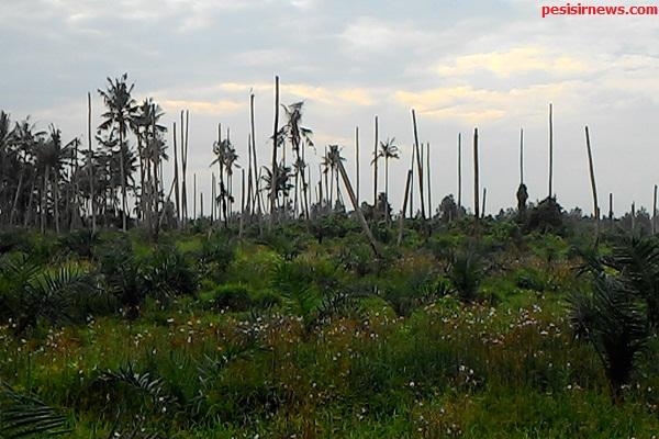 PT Surya Dumai Buka Lahan, Kebun Kelapa Sawit Jadi Imbasnya