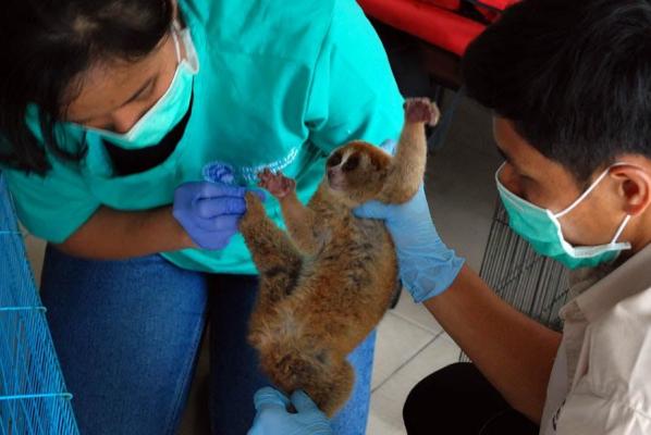 Penjual Hewan: Nggak Tahu Itu Satwa Langka