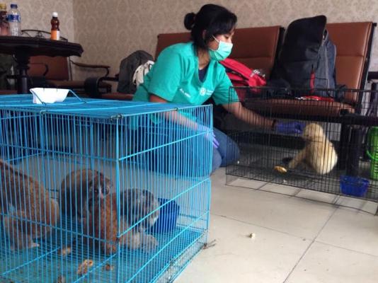 Ternyata Primata Langka Ini Dipenggal Hidup-hidup untuk Dijadikan Minyak