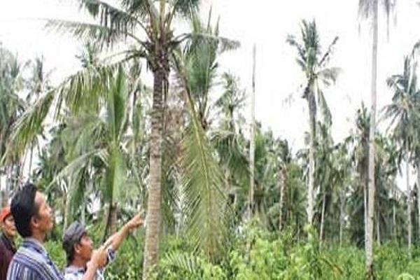 Wujudkan Inhil Sejahtera, DPRD Minta Pemkab Buat Regulasi Penyelamatan Perkebunan Warga