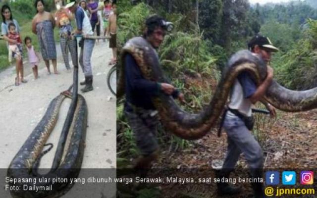 2 Ular Piton Kawin di Dalam Lubang Pohon dan Ditangkap Warga, Simak Video Detik-detik Penangkapannya