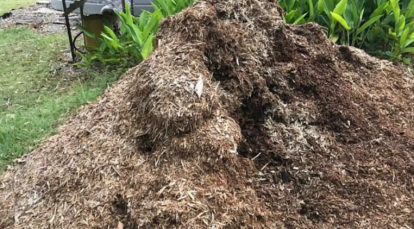 Dapatkah Anda Menemukan Ular di Tumpukan Kompos Ini?