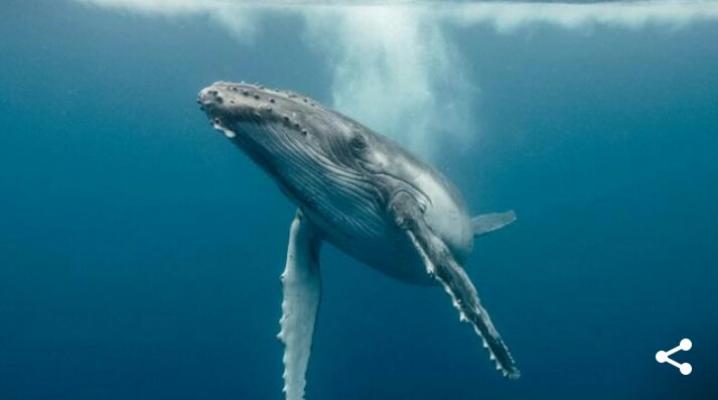 Ikan yang Telan Nabi Yunus Masih Hidup? Ini Faktanya