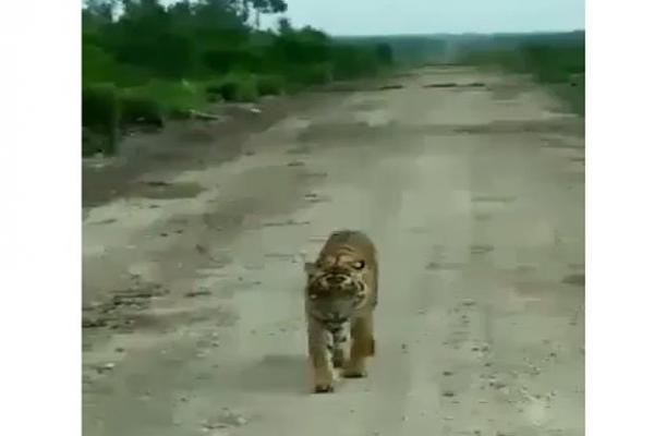 Penampakan Harimau Pemangsa Warga di Kebun Sawit