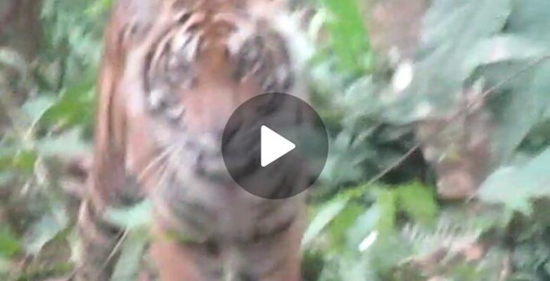 Penampakan Harimau Sumatera, Tim Gabungan Polsek Pelangiran dan BKSDA Riau Hanya Berjarak 3 Meter 