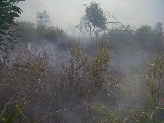 Si Jago Merah Kembali Melalap Lahan di Komplek Kantor Bupati