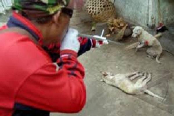 Dinas Peternakan Minta Warga Racuni Anjing Liar yang Meresahkan
