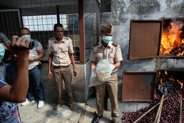 Karantina Selatpanjang Musnahkan 1,4 Ton Bawang Merah Ilegal