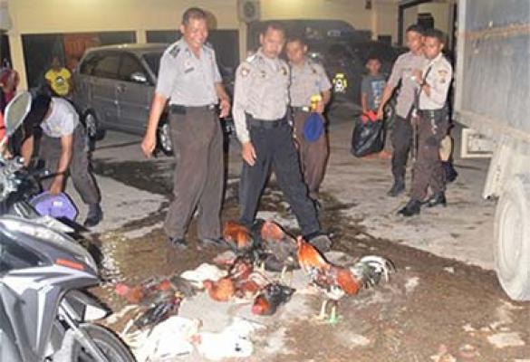 Sabung Ayam di Kediaman Mantan Anggota DPRD Rohil Digerebek Polisi