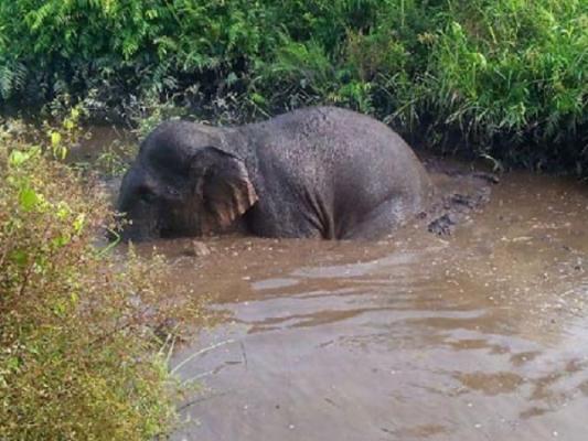 Terjebak di Kanal Blok Siak, Seekor Anak Gajah Berhasil Diselamatkan
