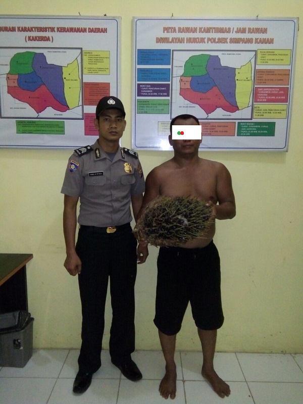 Curi Sawit di PTPN 3 Sebanyak 20 Janjang, Seorang Bapak Ditahan Polisi