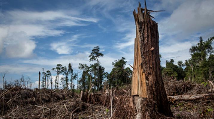 KLHK Serahkan Berkas Tersangka Perambah Hutan Penyanggah Tesso Nilo