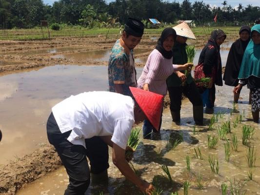 Firdaus Ikut Tanam Padi Bersama Kelompok Tani Saiyo di Pulau Sarak-Kampar, Baharuddin: Bapak Harus Monang...
