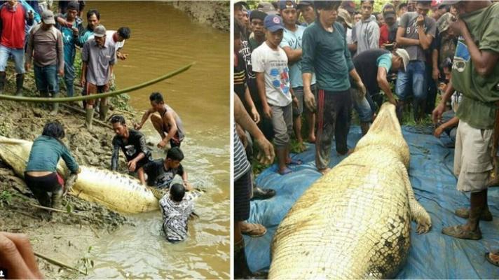 Lima Tembakan Lumpuhkan Buaya Jumbo, Saat Dibedah Ada Potongan Kaki Manusia di Perutnya