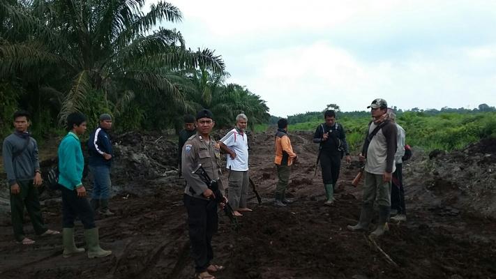 Pasca Penembakan Bius, Pencarian Harimau Sumatera di Pelangiran Terus Dilakukan 