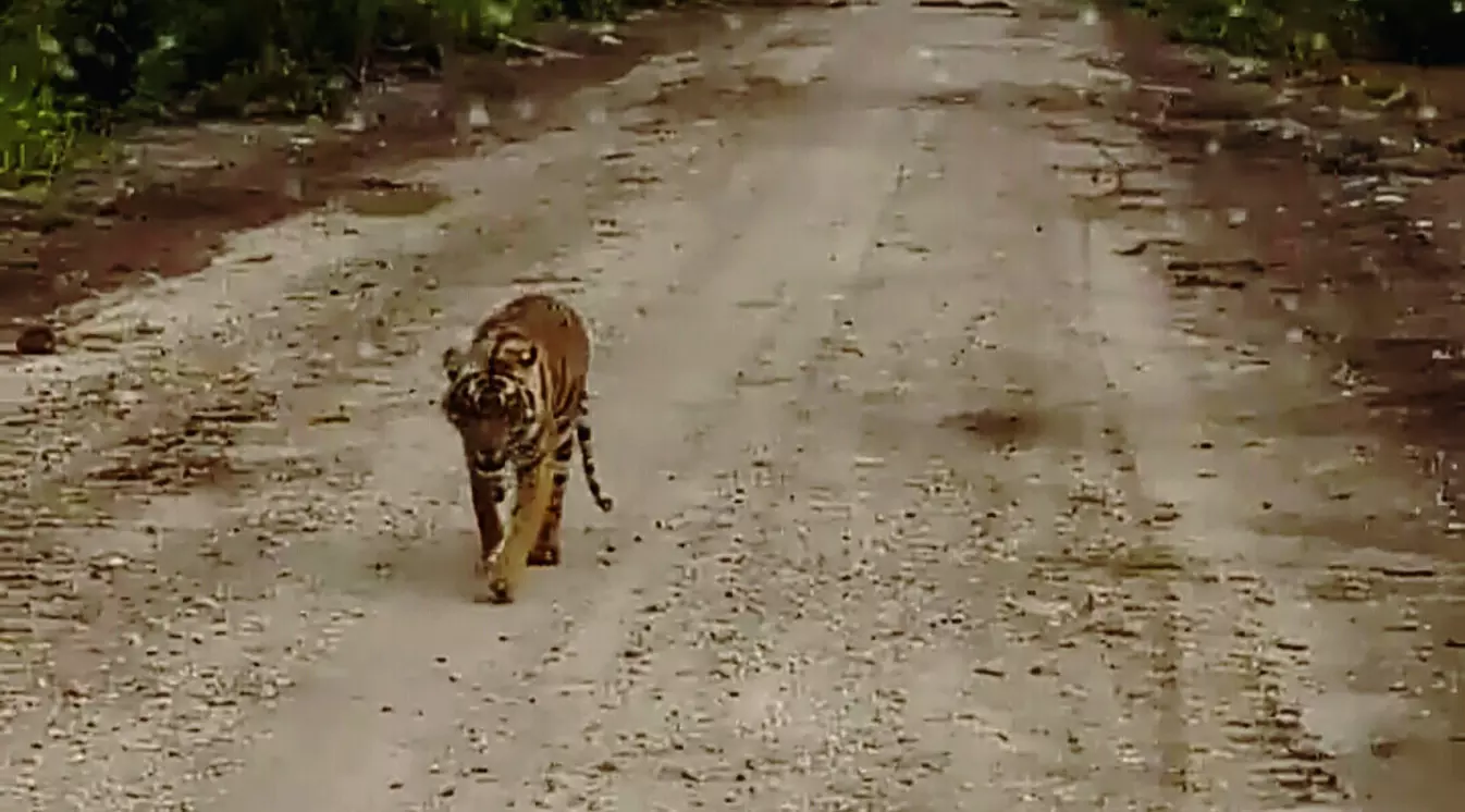 Petugas Sebut Ada 2 Kejadian Mistis dalam Perburuan Harimau Bonita