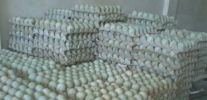 BBM Naik, Harga Telur Turun