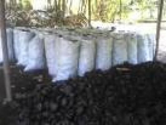 Usaha Arang dari Tempurung Kelapa Menjanjikan