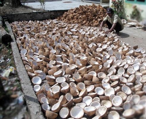 Harga Kelapa di Kuala Kampar Makin Membaik, Capai Rp2.100 Per Butir
